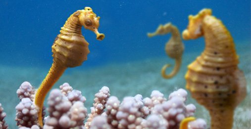 3D SeaHorse composition