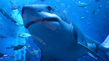 3D Shark animation and VFX