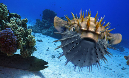3D Pufferfish rendering