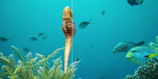 Seahorse 3D animation and VFX